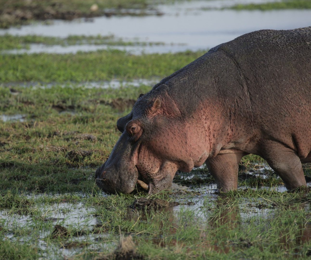 A hippo grazing in a marshy area of grass