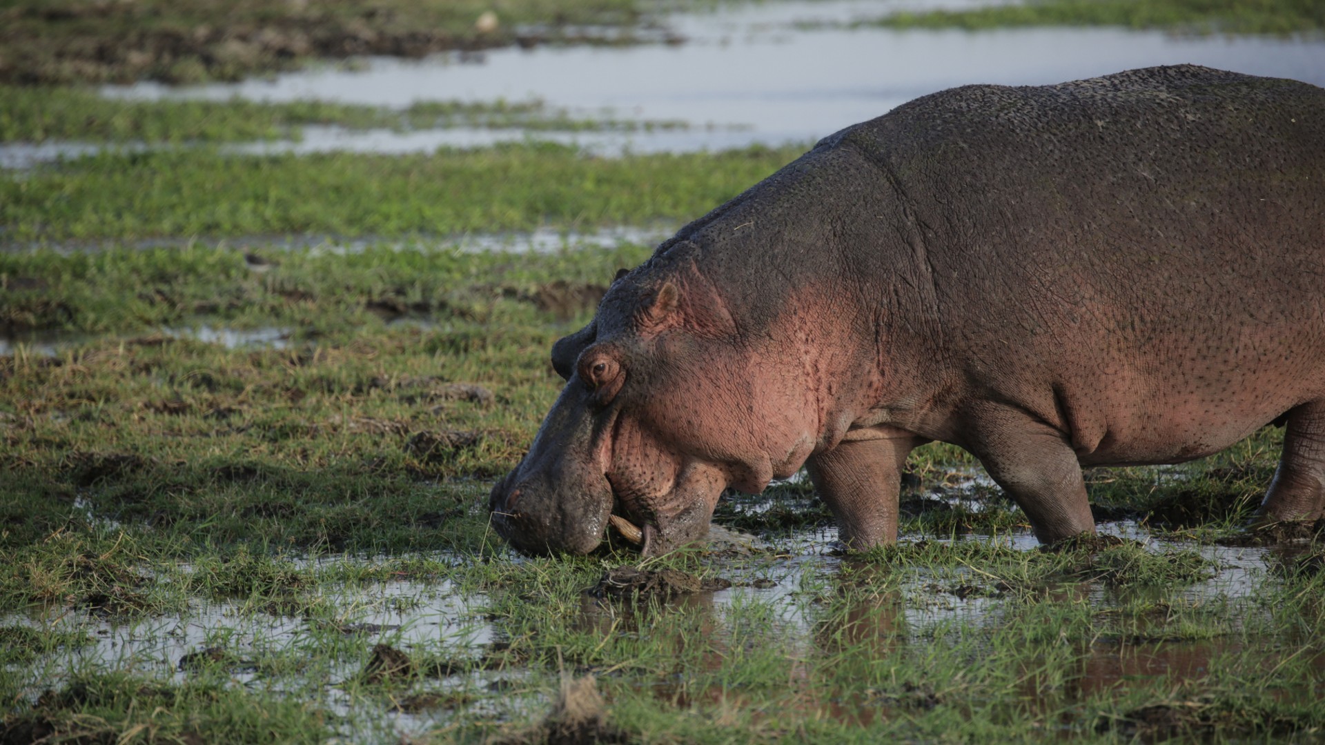 A hippo grazing in a marshy area of grass