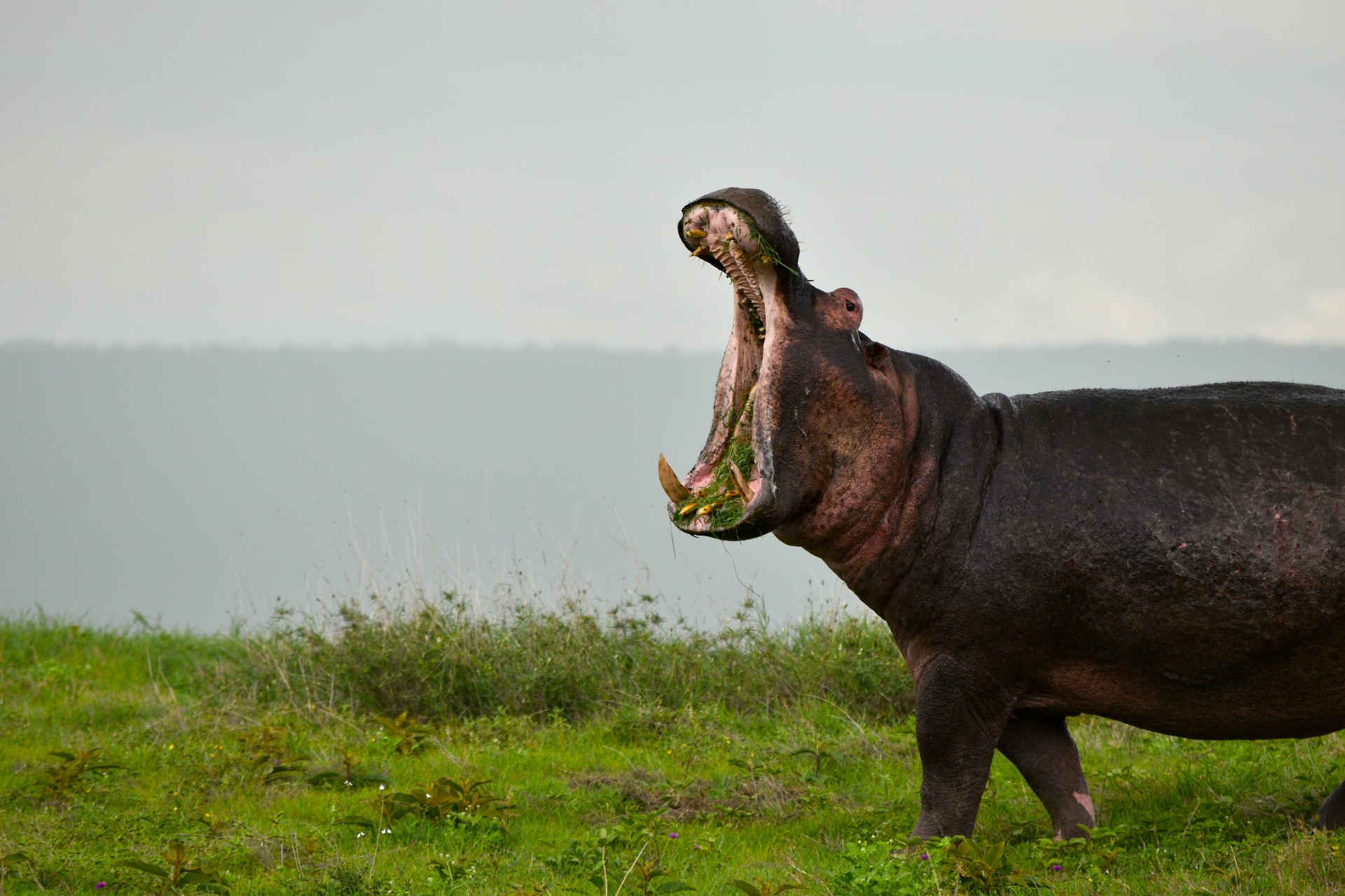 A hippo standing in open grassland with its mouth wide open