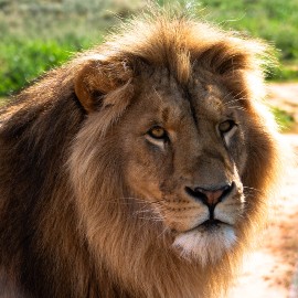 Close up image of male lion Horus at Shamwari