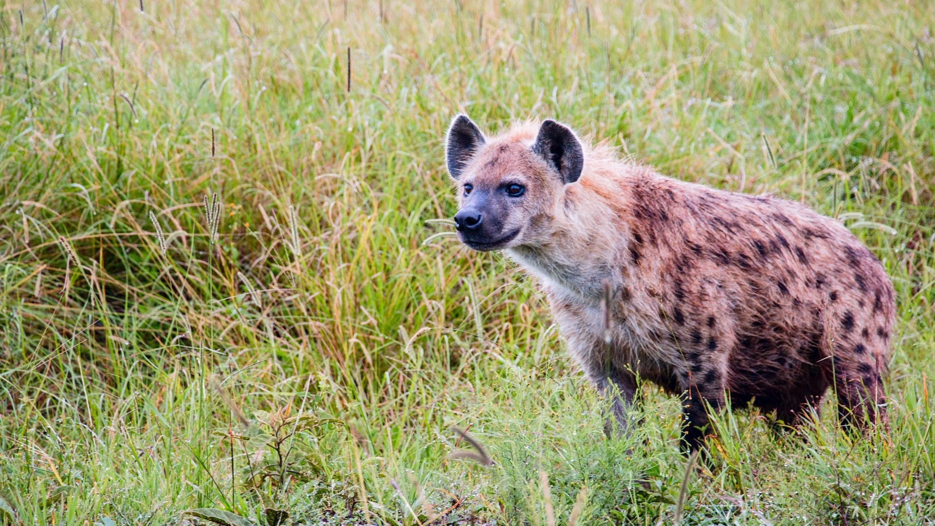 A hyena standing in the long grass