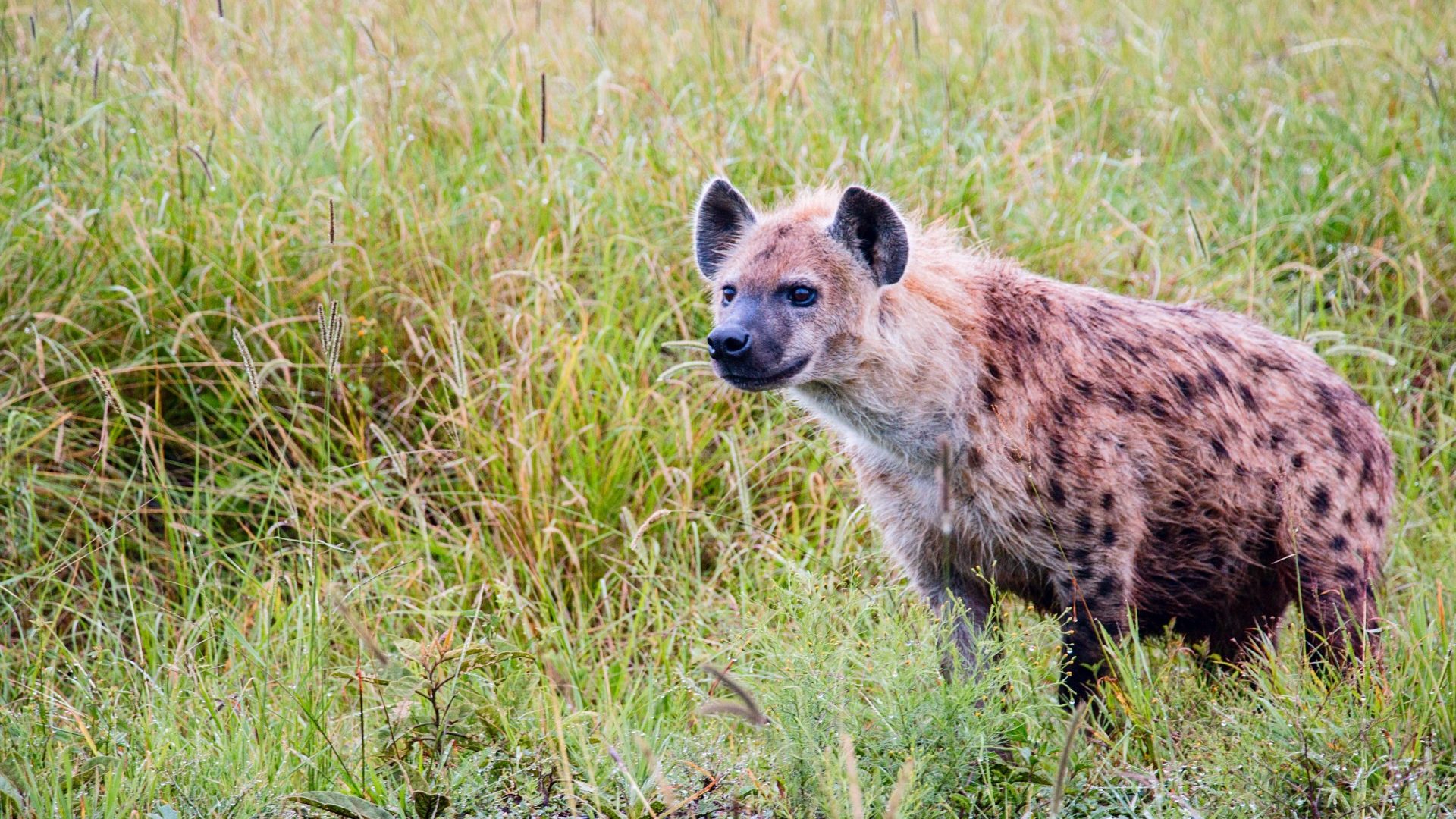 A hyena standing in the long grass