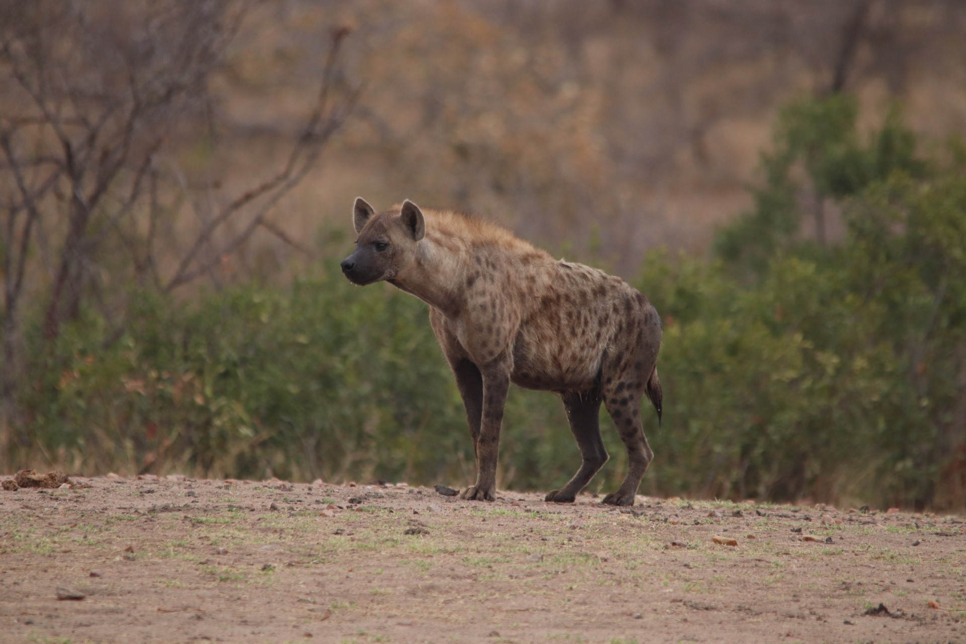 A hyena standing alone in the bush