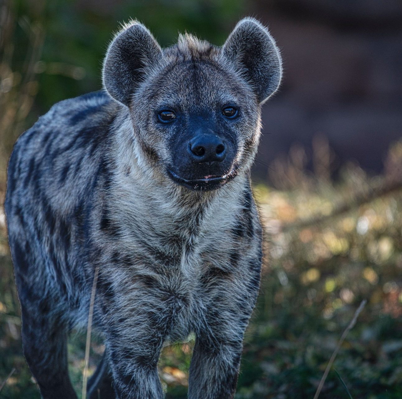 A portrait of a hyena standing in shrubland