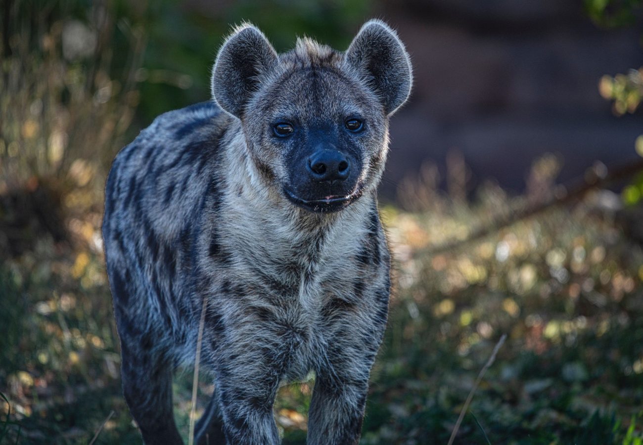 A portrait of a hyena standing in shrubland