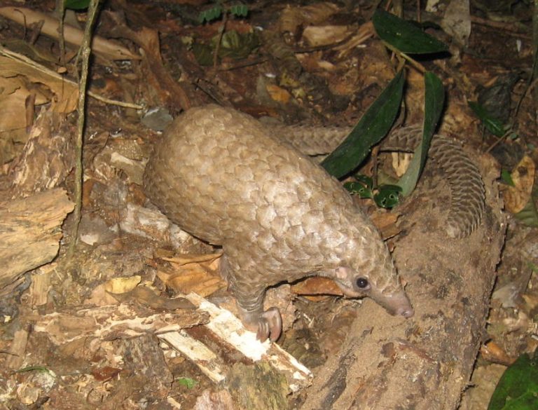Nguindolo the pangolin learning to forage © SPP