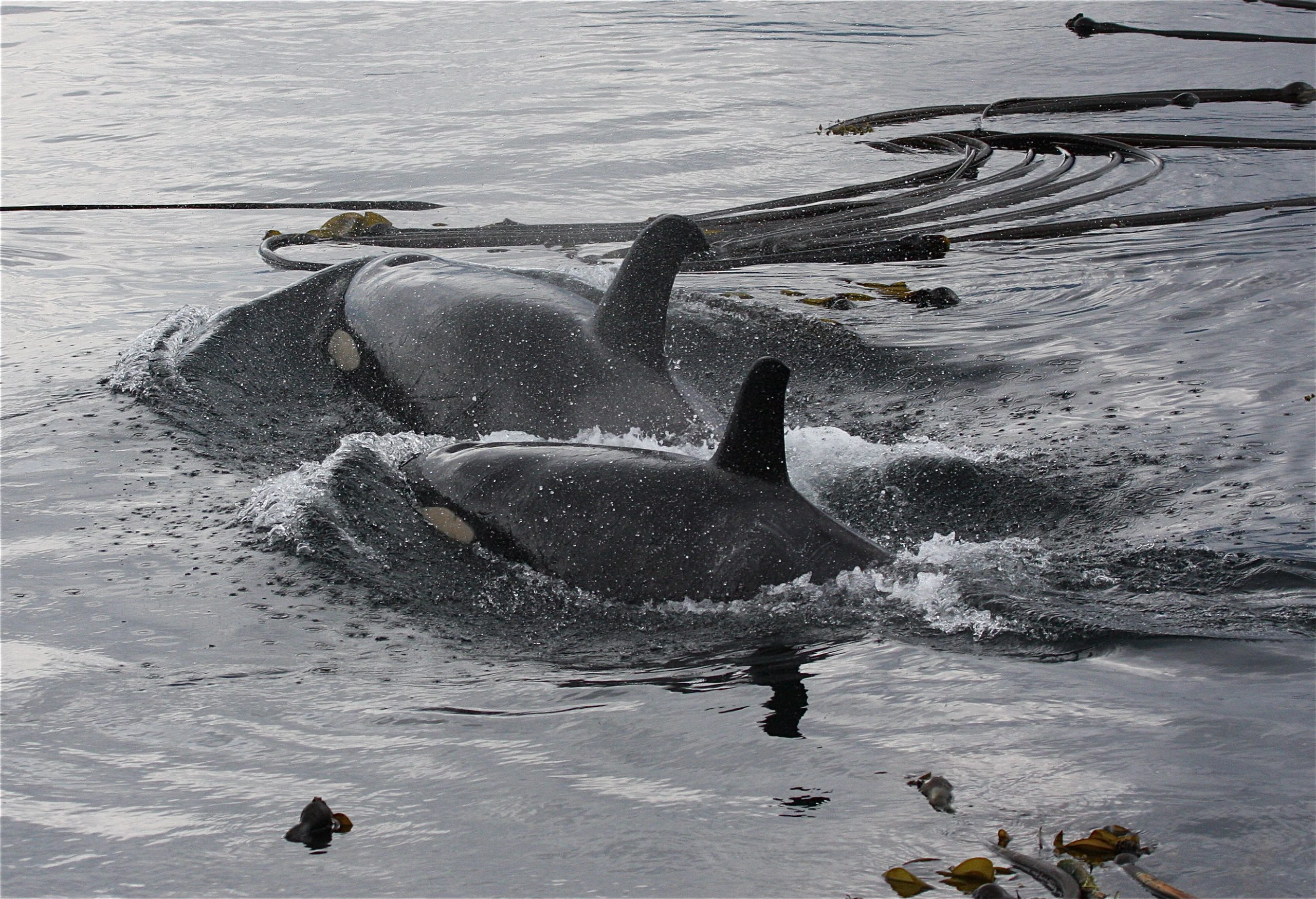 A mother orca and her calf