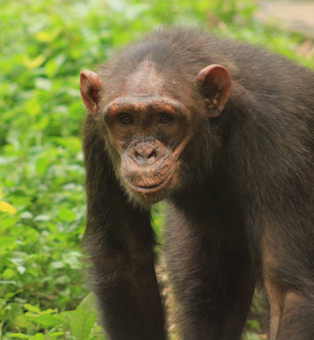 A chimp walking on all fours through the grass