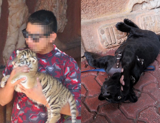 Two images side by side of a man holding a tiger cub and a black jaguar cub