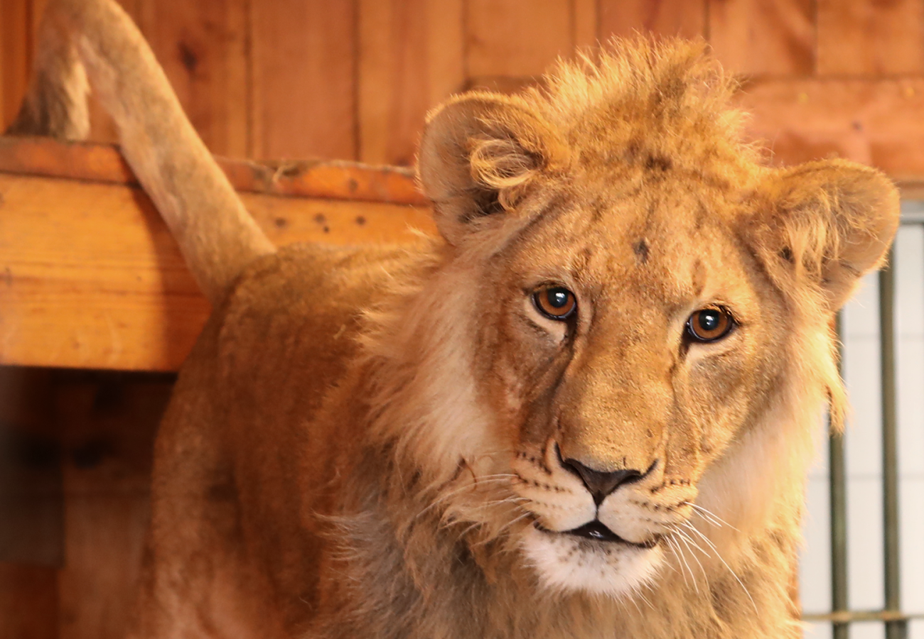 A young male lion is standing facing the camera in a room with wooden panelling