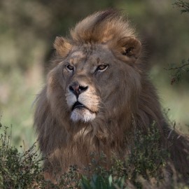 Photo of Jora the male lion at Shamwari
