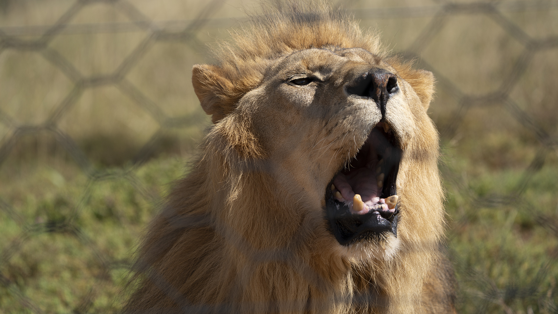 Close up of a male lion roaring