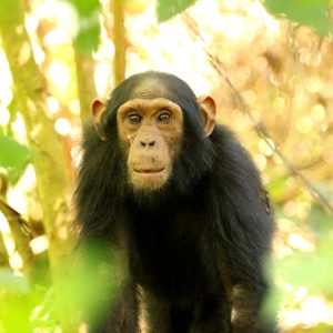 Head and shoulders of a juvenile chimapnzee