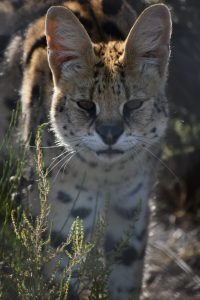 A serval is walking directly towards the camera