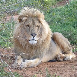Rescued lion King sitting on the ground at Shamwari