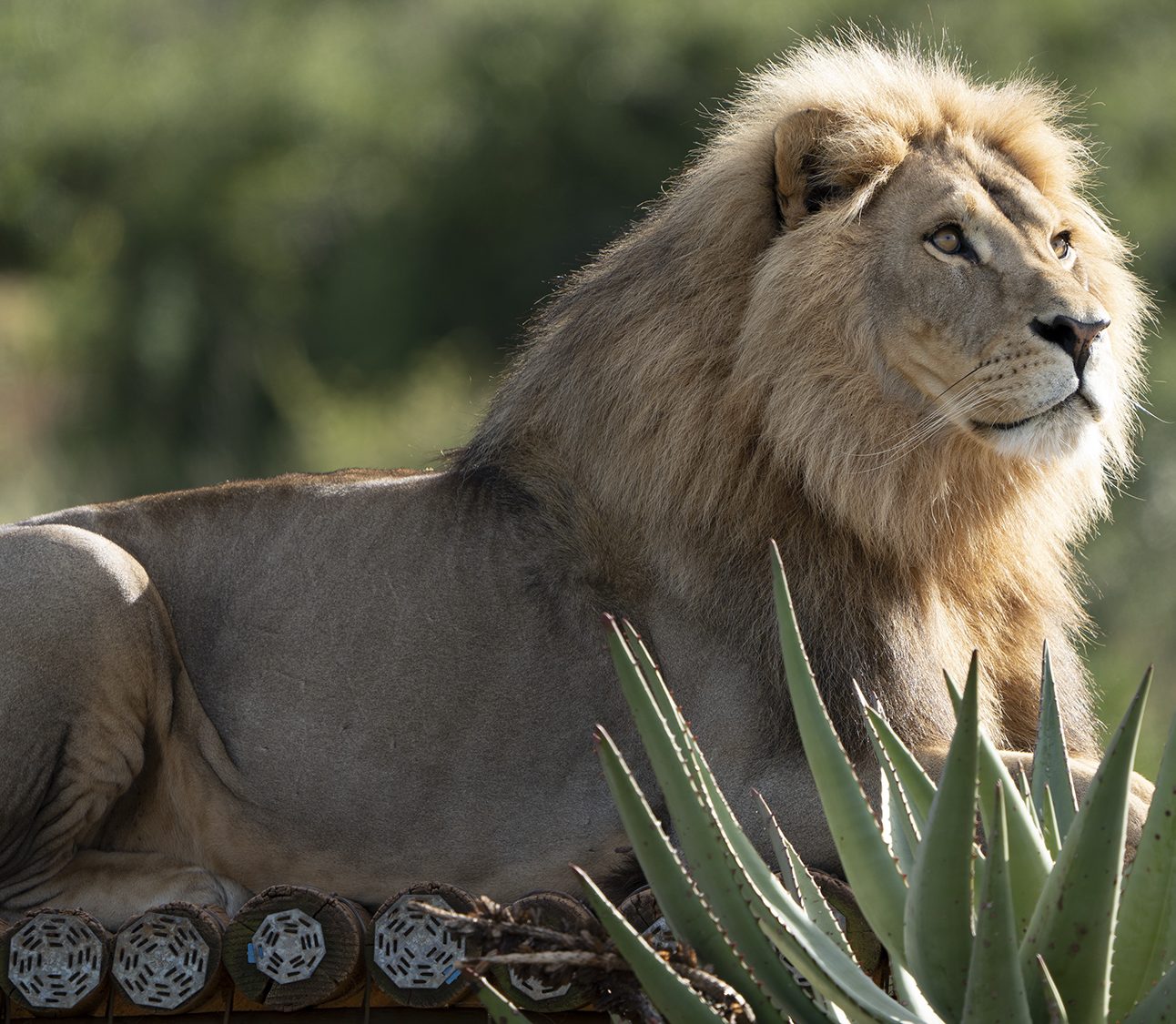 A male lion sits on a wooden platform looking into the distance