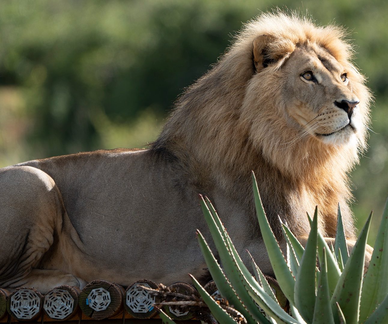 A male lion sits on a wooden platform looking into the distance