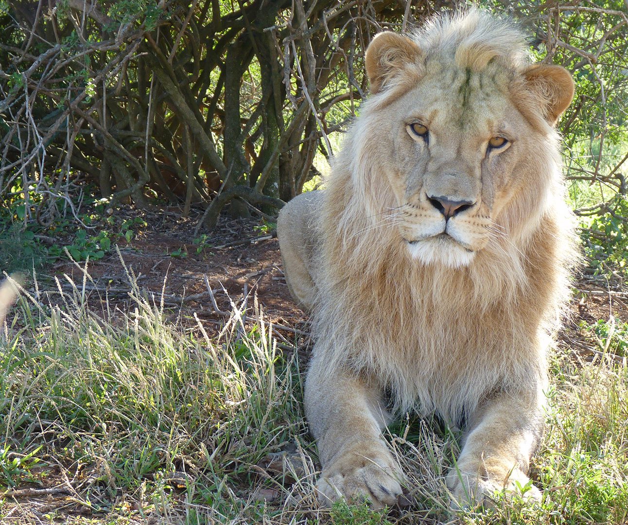 A young male lion lying on the grass in the sunshine