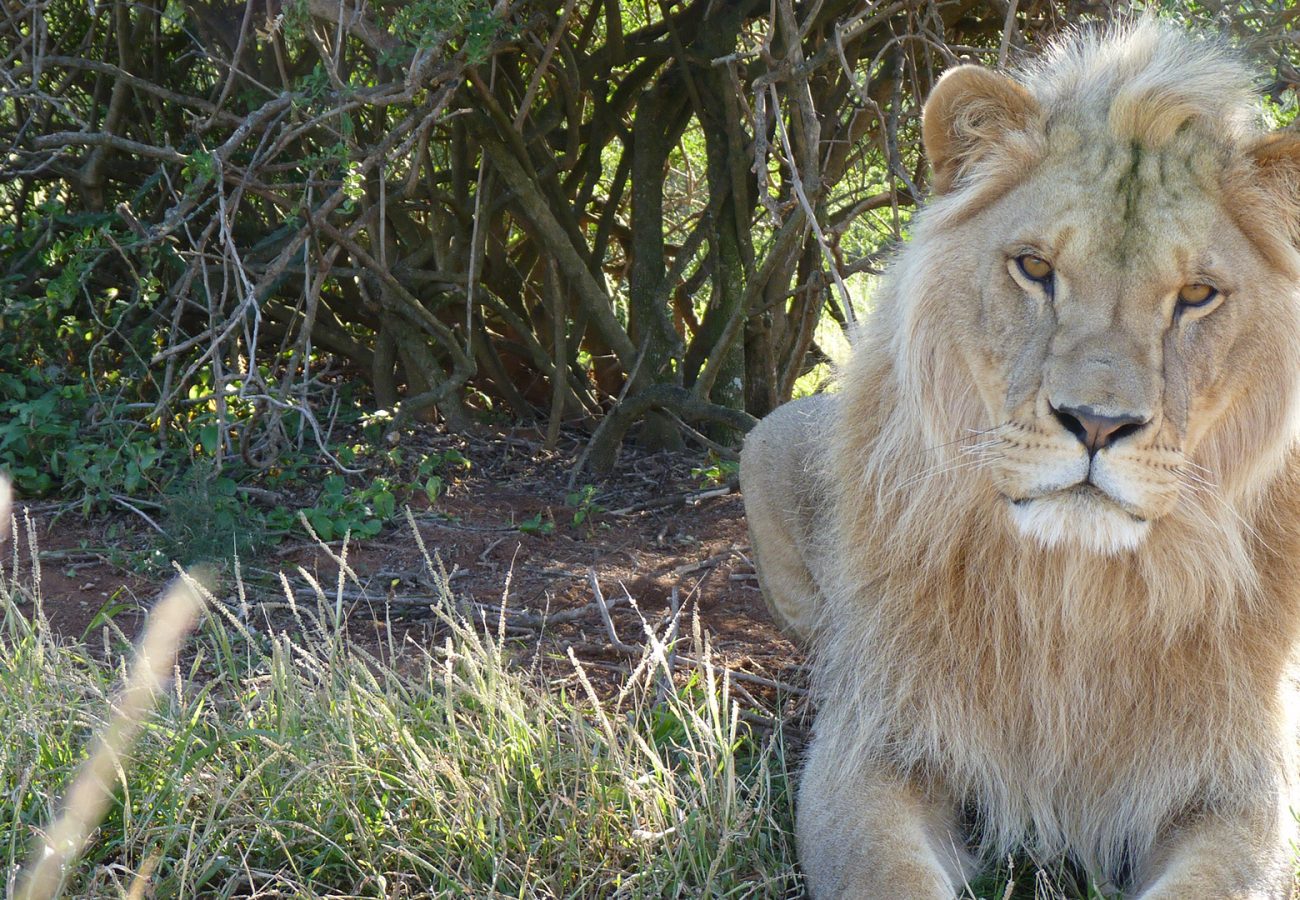 A young male lion lying on the grass in the sunshine