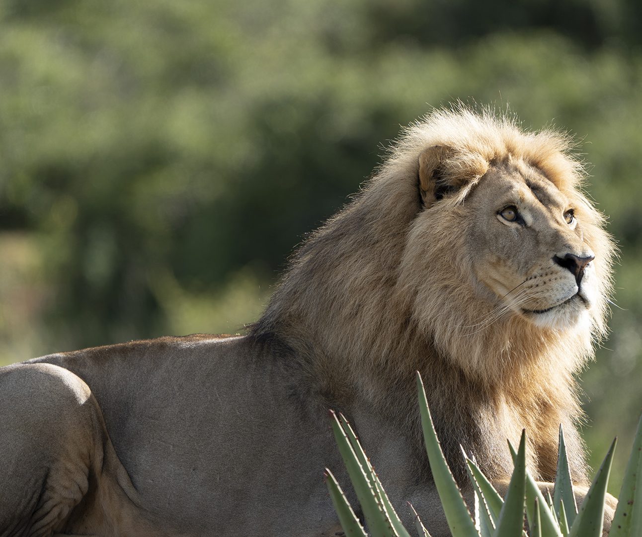 A male lion sits on a wooden platform looking into the distance