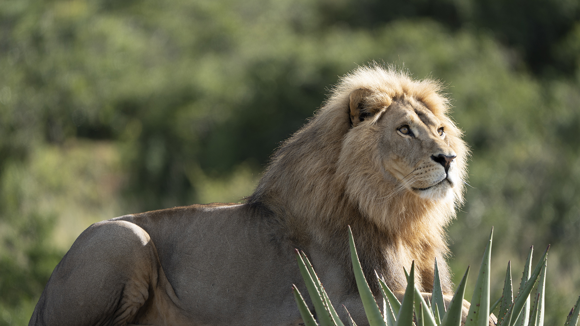 A male lion sits on a wooden platform looking into the distance