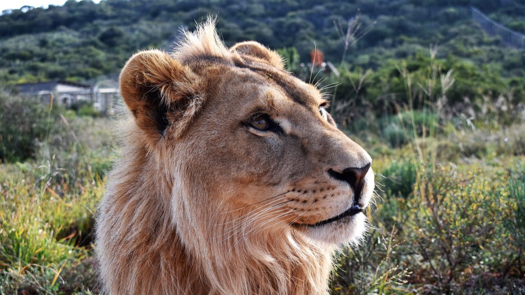 A young male lion in the African bush