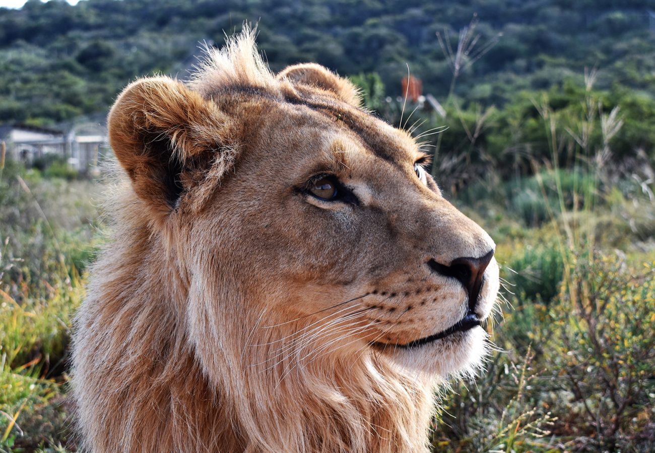 A young male lion in the African bush