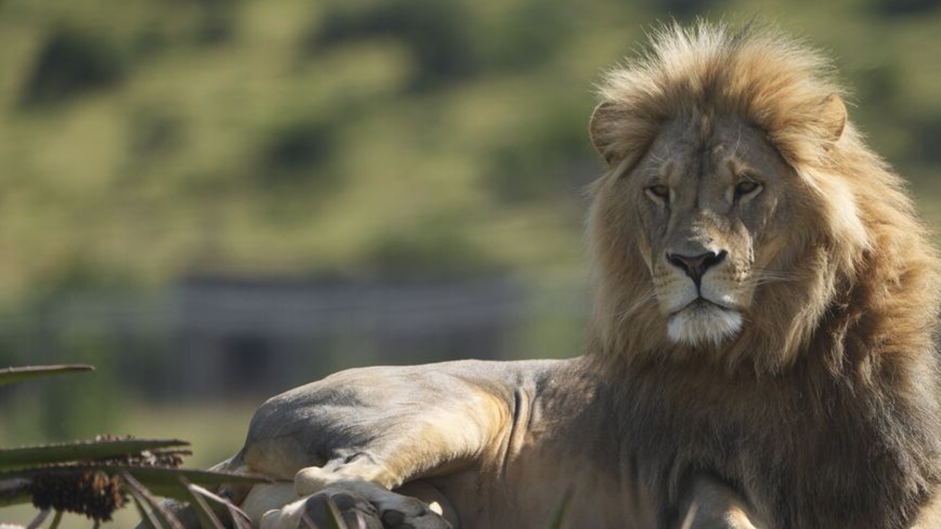 A beautiful male lion lying on a viewing platform in the sun in South Africa