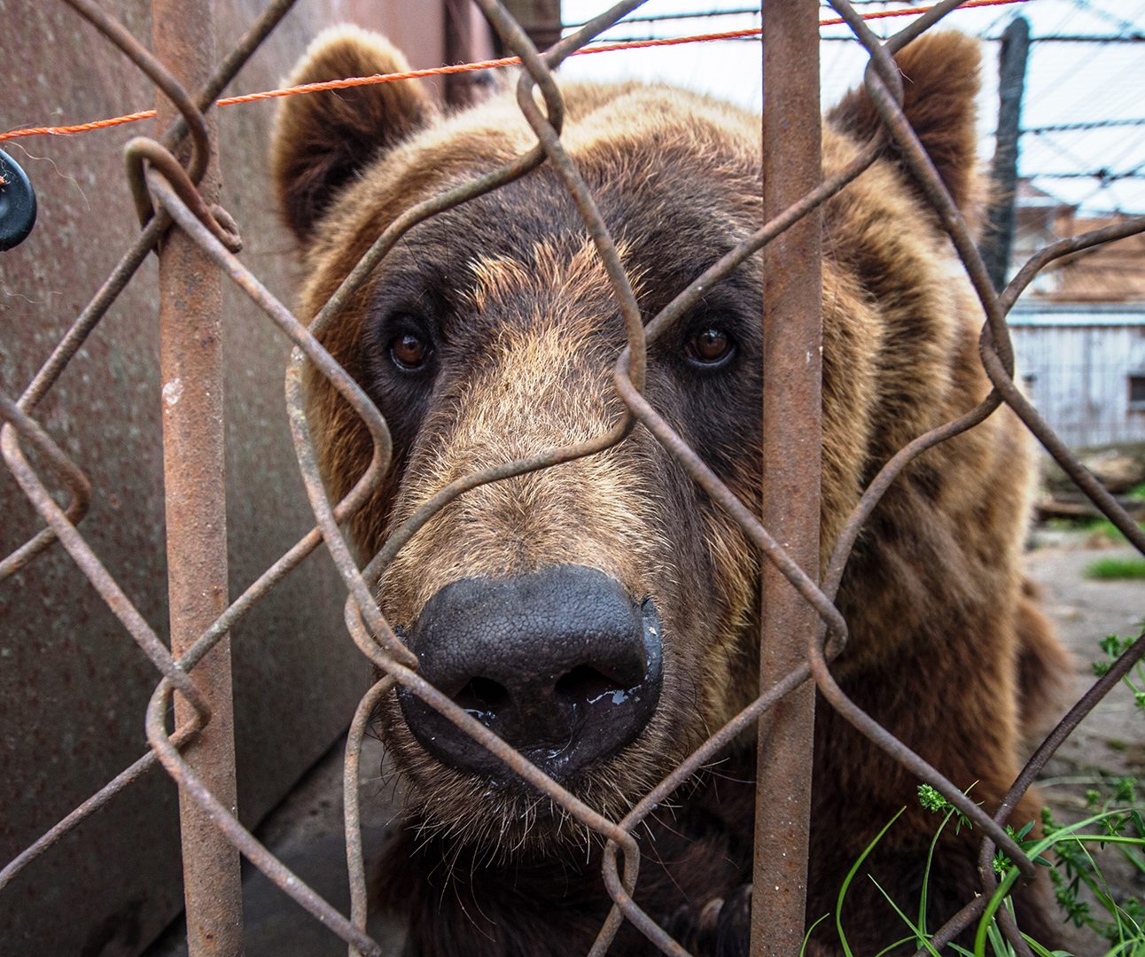 A brown bear looks through a metal wire fence at the camera