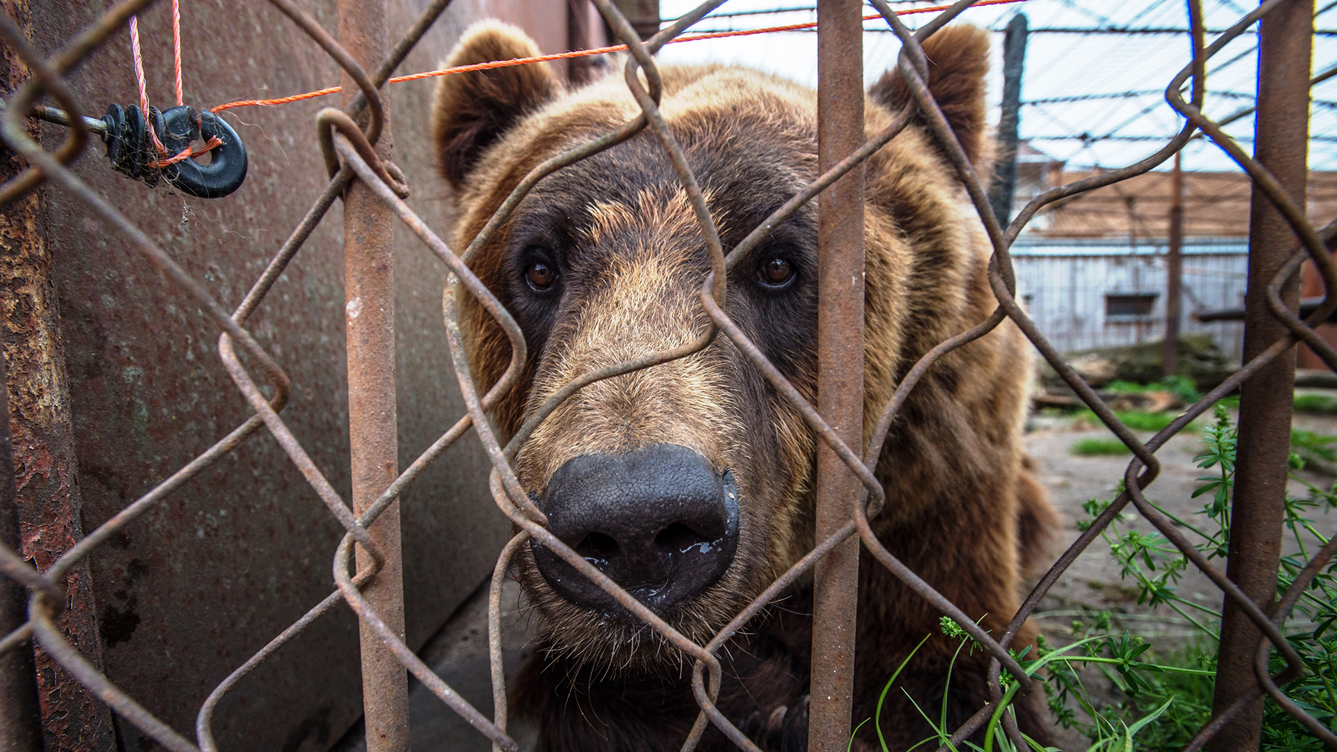 A brown bear looks through a metal wire fence at the camera