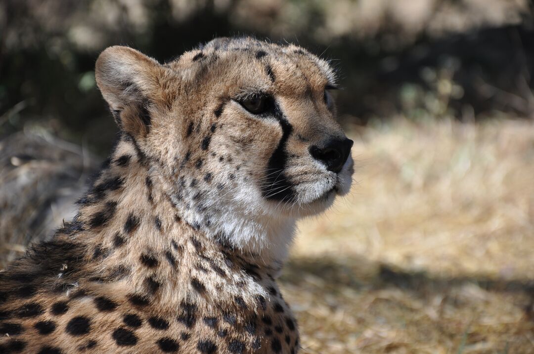 Close up of the head and shoulders of an adult cheetah looking into the distance
