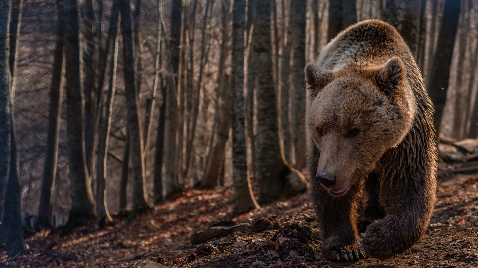 A large brown bear walking through a forest