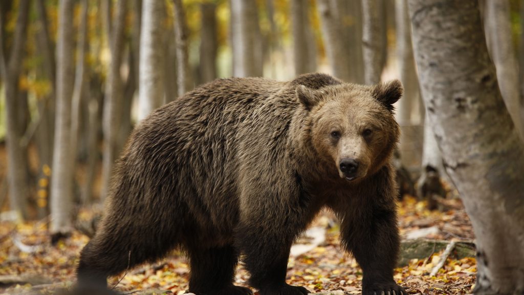 A brown bear is walking through dense woodland