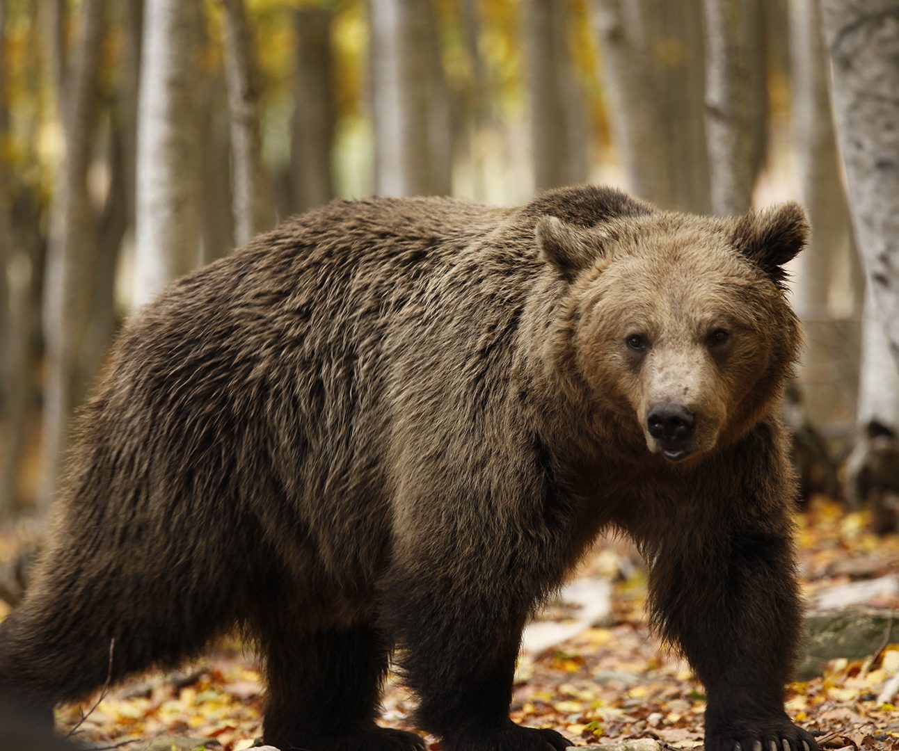 A brown bear is walking through dense woodland