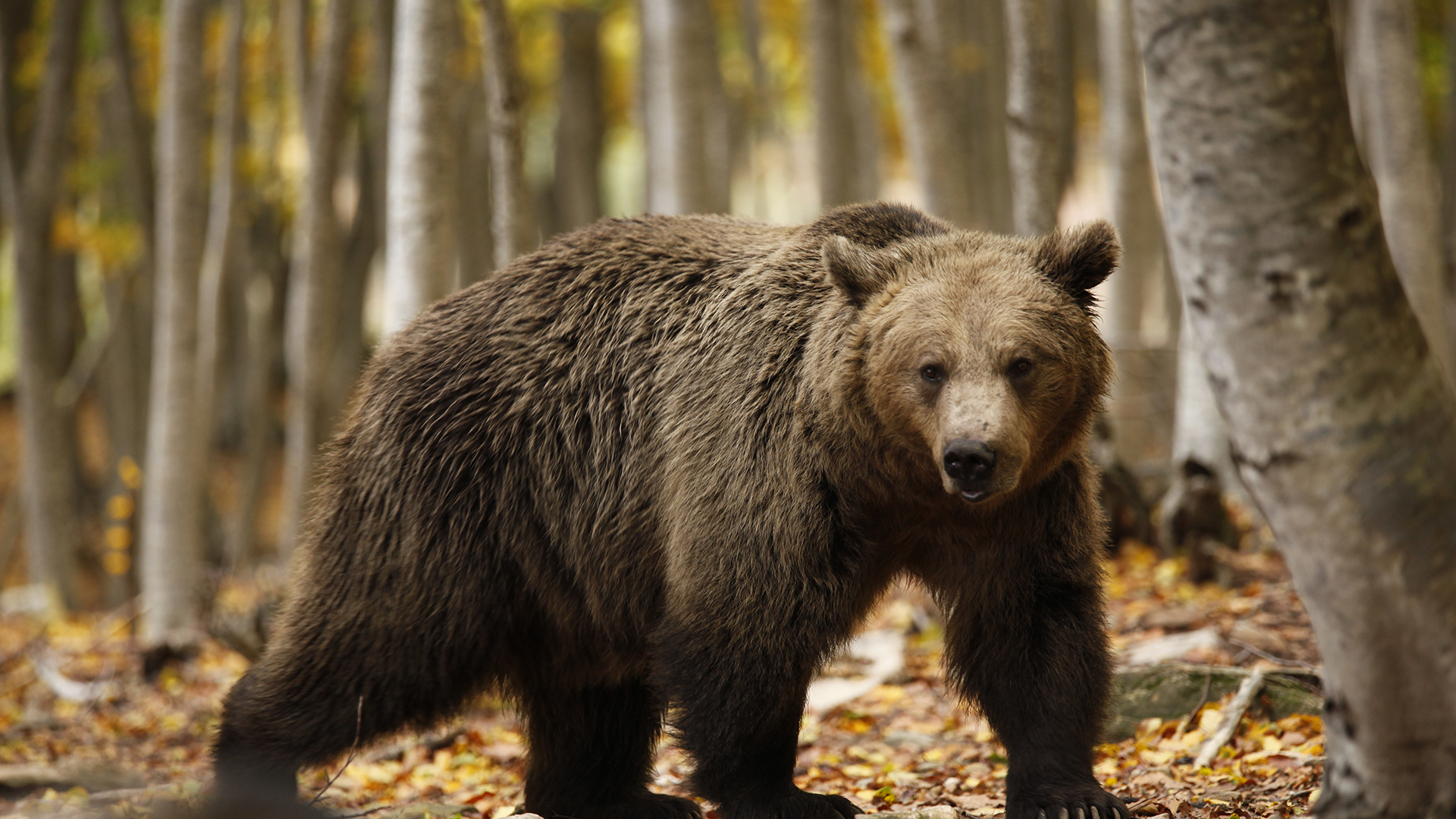 Everything You Need To Know About Brown Bears Born Free Everything You Need To Know About Brown Bears Born Free