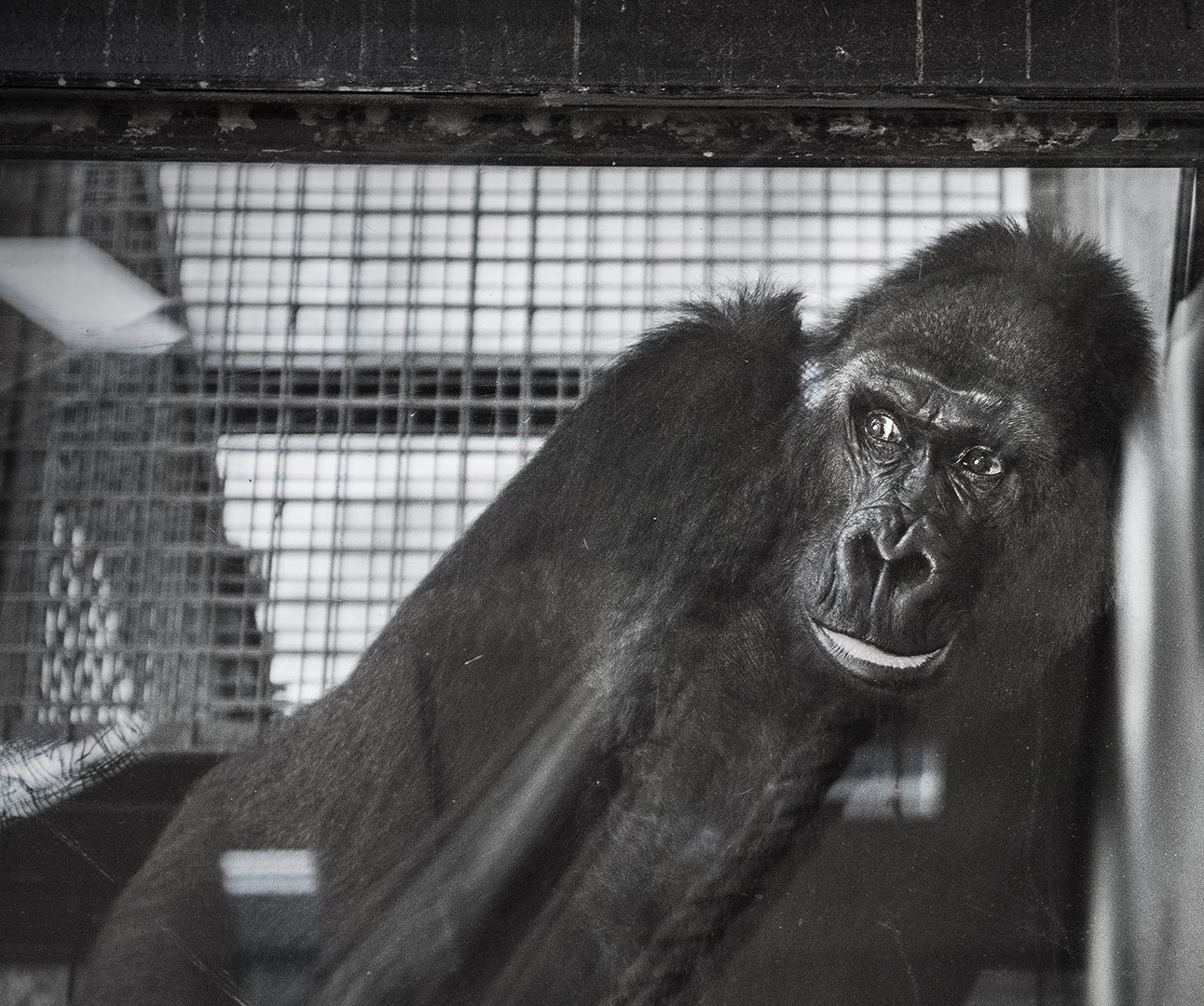 A black and white photo of a gorilla leaning against a glass window, with cage bars in the background