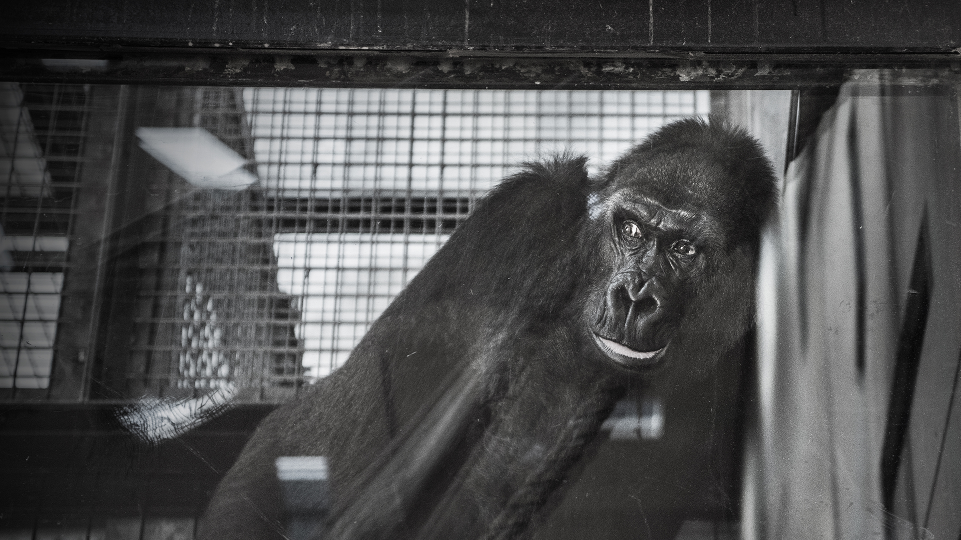 A black and white photo of a gorilla leaning against a glass window, with cage bars in the background