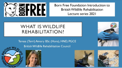 Screenshot of a powepoint slide titled 'What is Wildlife Rehabilitation'