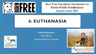 Screenshot of a Powerpoint slide titled 'Euthanasia'