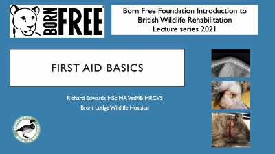 Screenshot of a Powerpoint slide titled 'First Aid Basics'