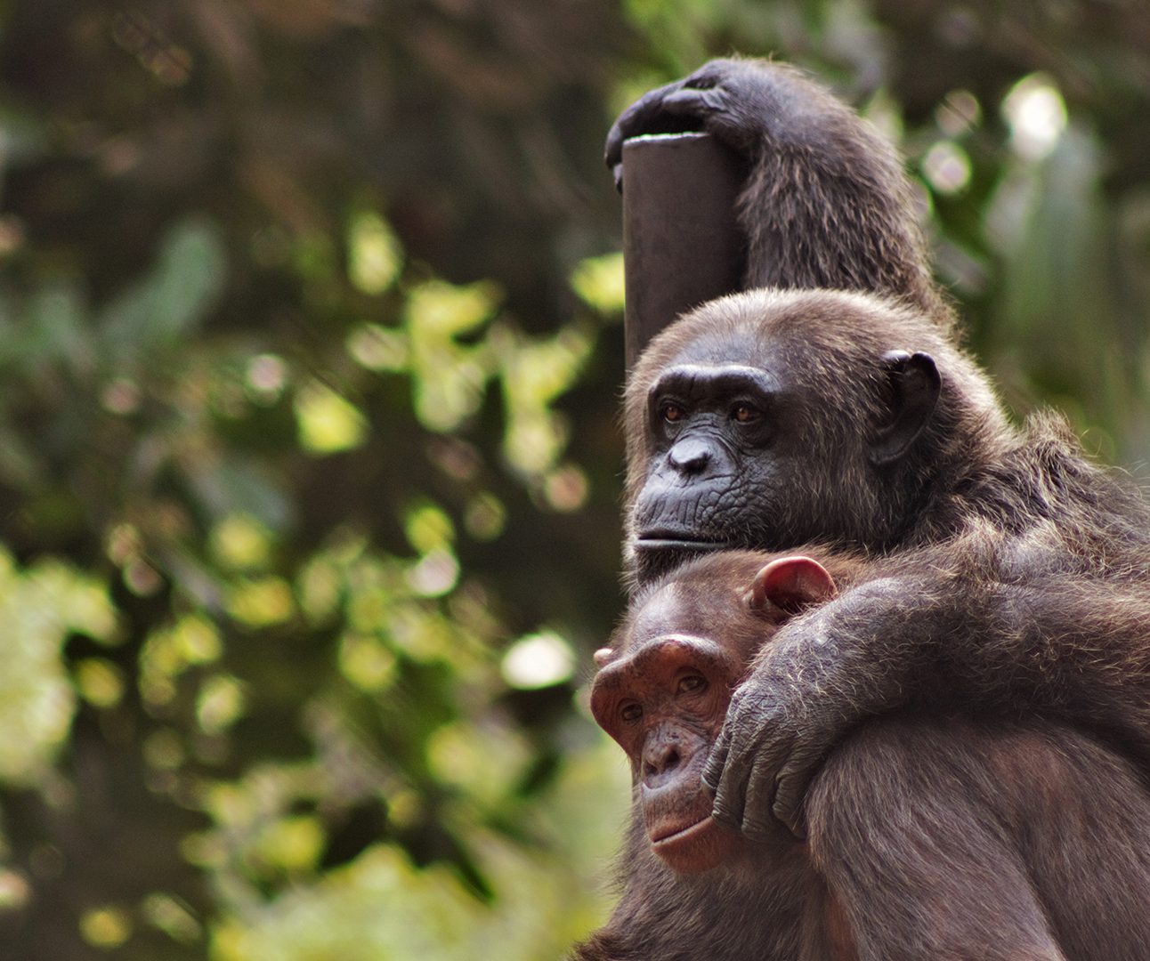 A chimpanzee stands with one hand reaching up on top of a post, and the other arm around the shoulders of a smaller chimp