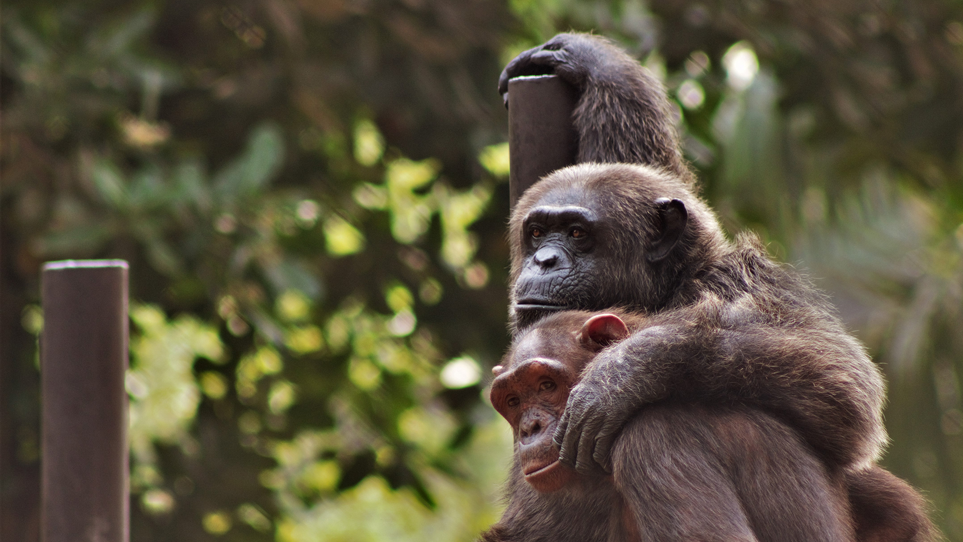 A chimpanzee stands with one hand reaching up on top of a post, and the other arm around the shoulders of a smaller chimp