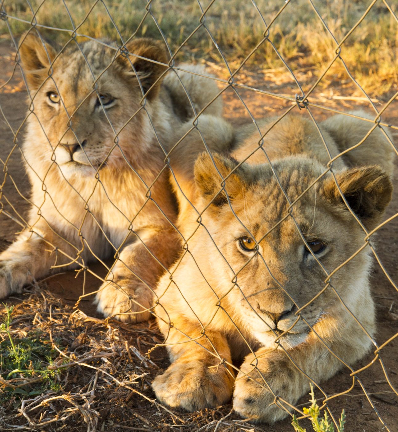 Two lion cubs lying behind a mesh fence