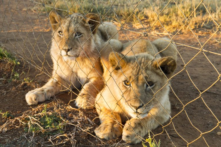 CAPTIVE LION BREEDING & TRADE GALLERY