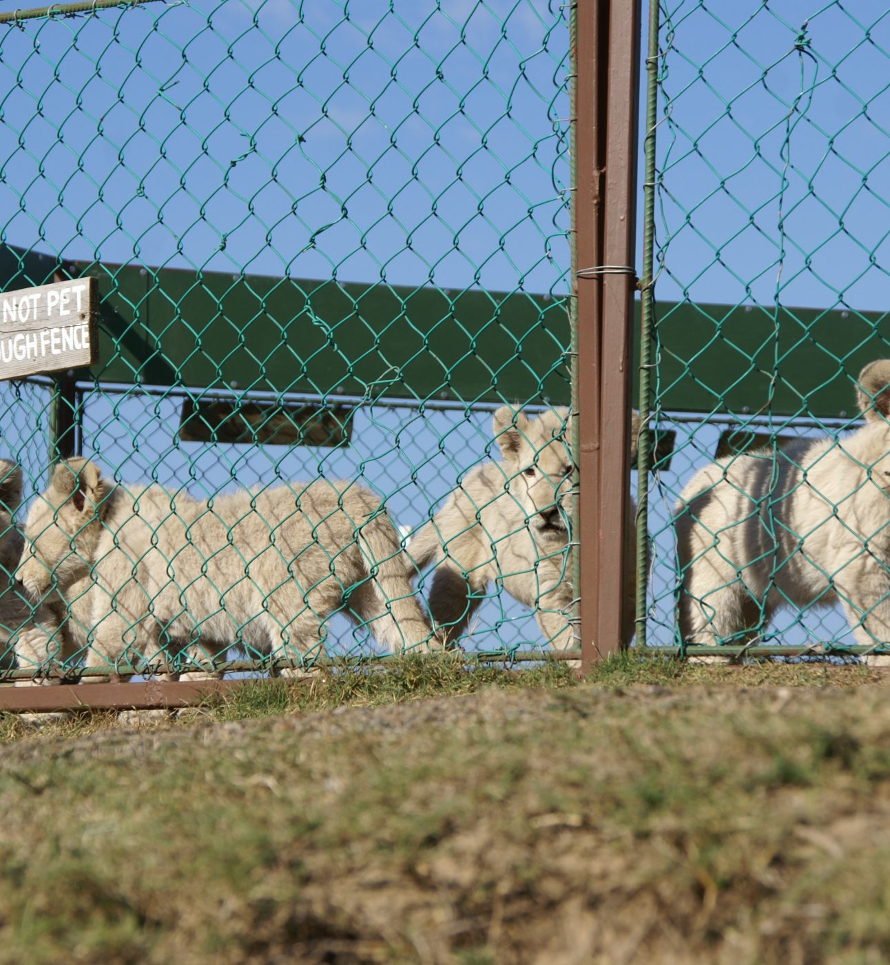 Five little lion cubs standing in a pen behind fencing