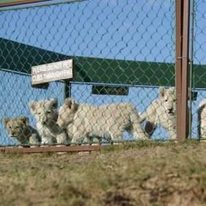 Lion cubs behind a fence at at captive breeding facility