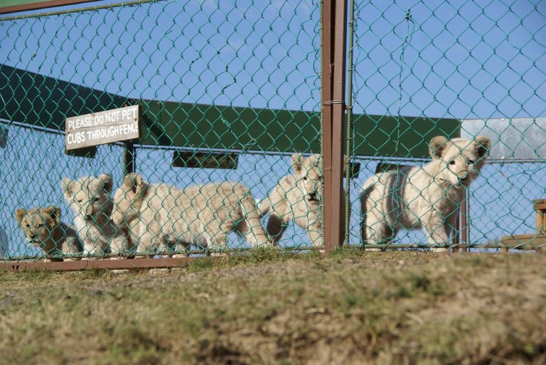 CAPTIVE LION BREEDING & TRADE GALLERY