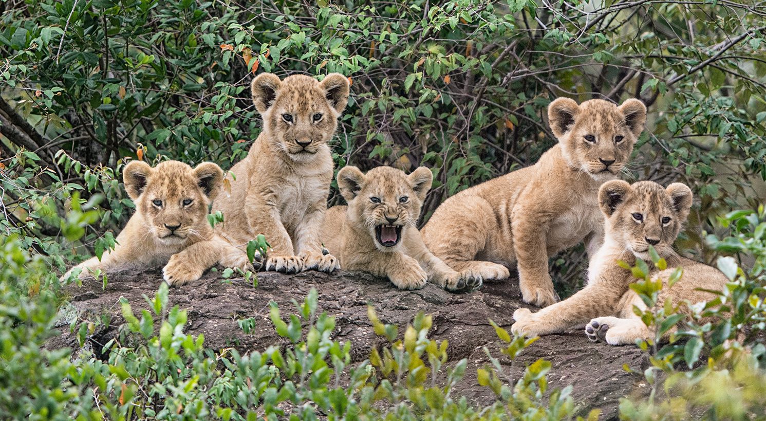 A group of five lion cubs lying in front of bushes