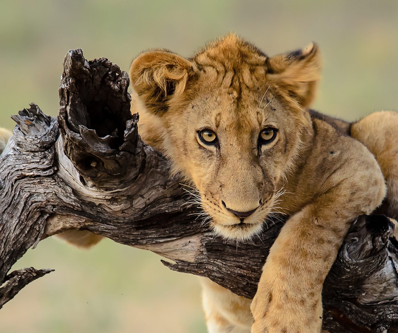 A young lion sits draped over a log facing the camera