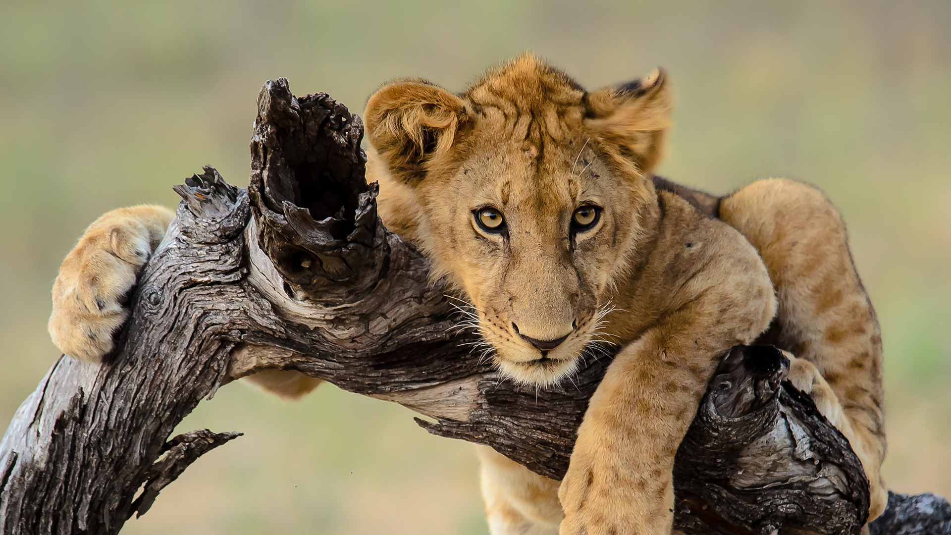 A young lion sits draped over a log facing the camera